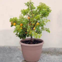 Mini-abricotier - Vos abricots sur le balcon