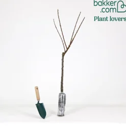 Mini-abricotier - Vos abricots sur le balcon