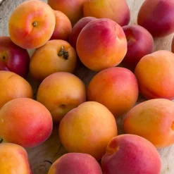 Mini-abricotier - Vos abricots sur le balcon