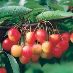Mini-cerisier Spur Napoléon - Des cerises sur votre balcon