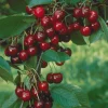 Mini-cerisier Spur Van - Des cerises même sur balcon