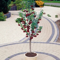 Mini-cerisier Spur Van - Des cerises même sur balcon