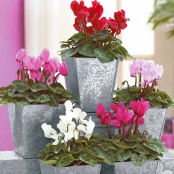 3 Mini-cyclamens Super série - Des fleurs même en hiver