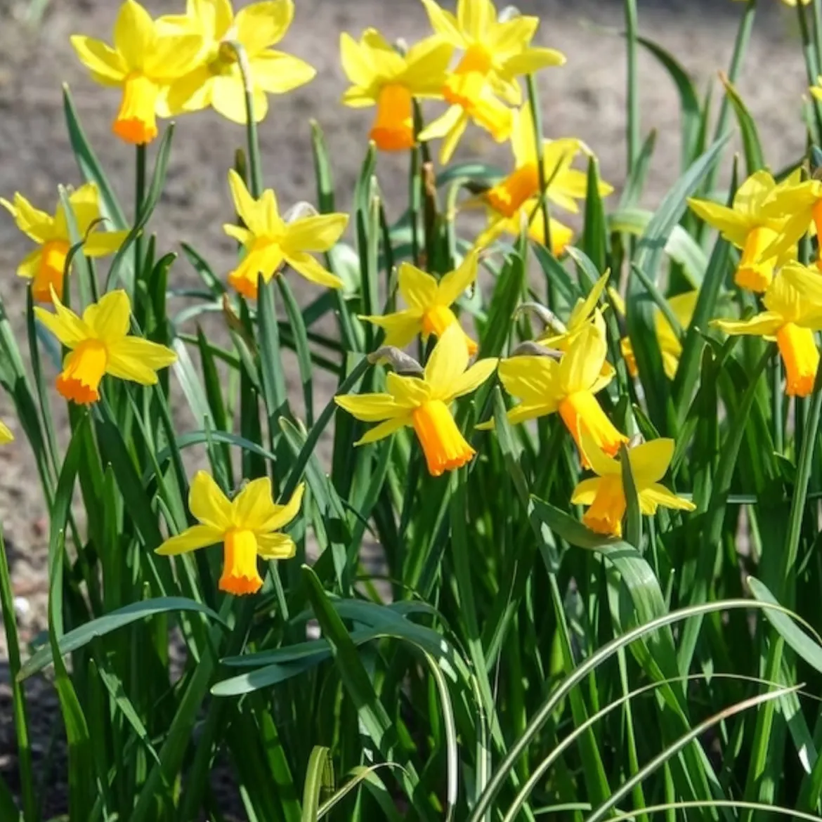 5 Mini-narcisses Jet Fire - Le printemps arrive plus tôt