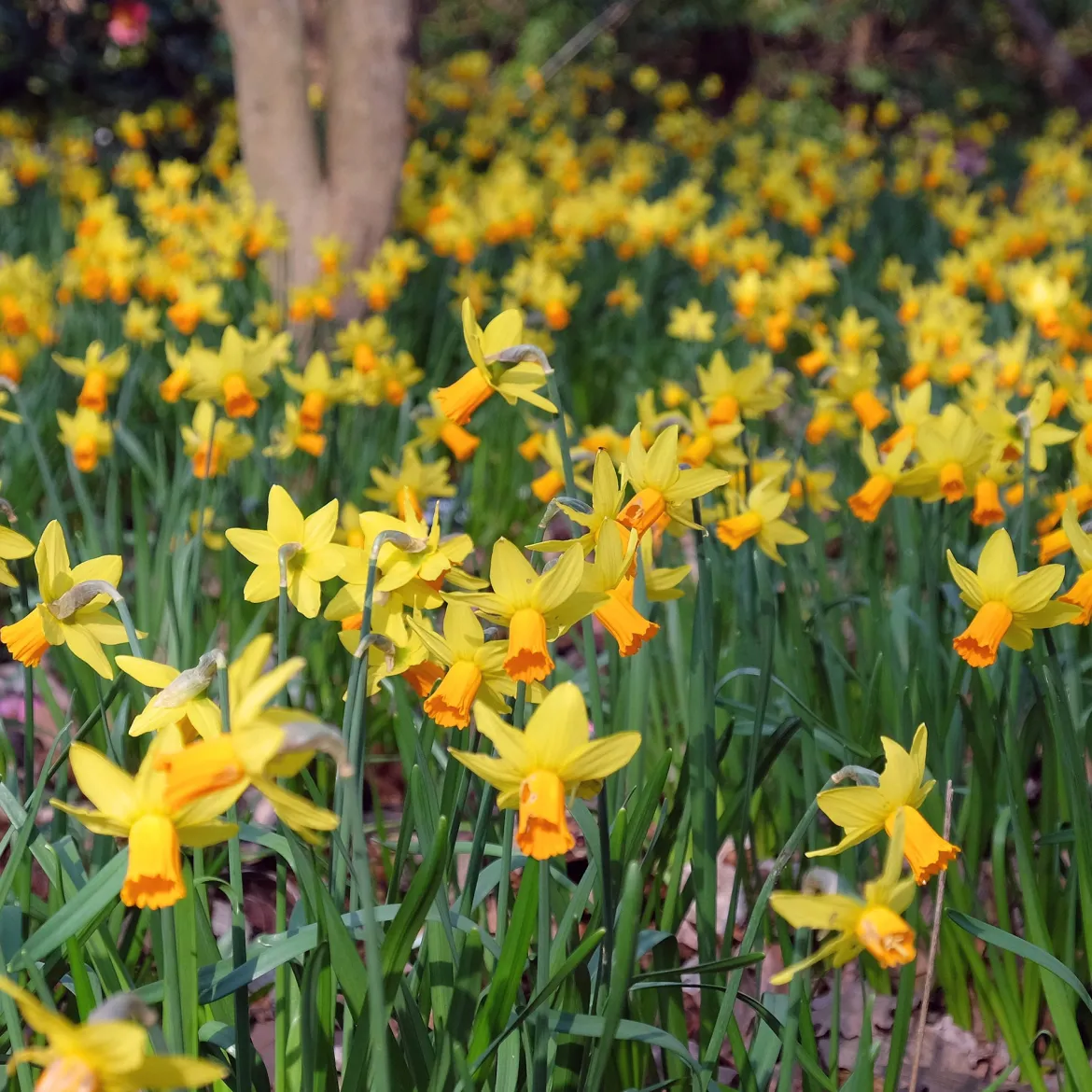 5 Mini-narcisses Jet Fire - Le printemps arrive plus tôt