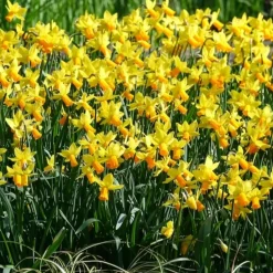 5 Mini-narcisses Jet Fire - Le printemps arrive plus tôt