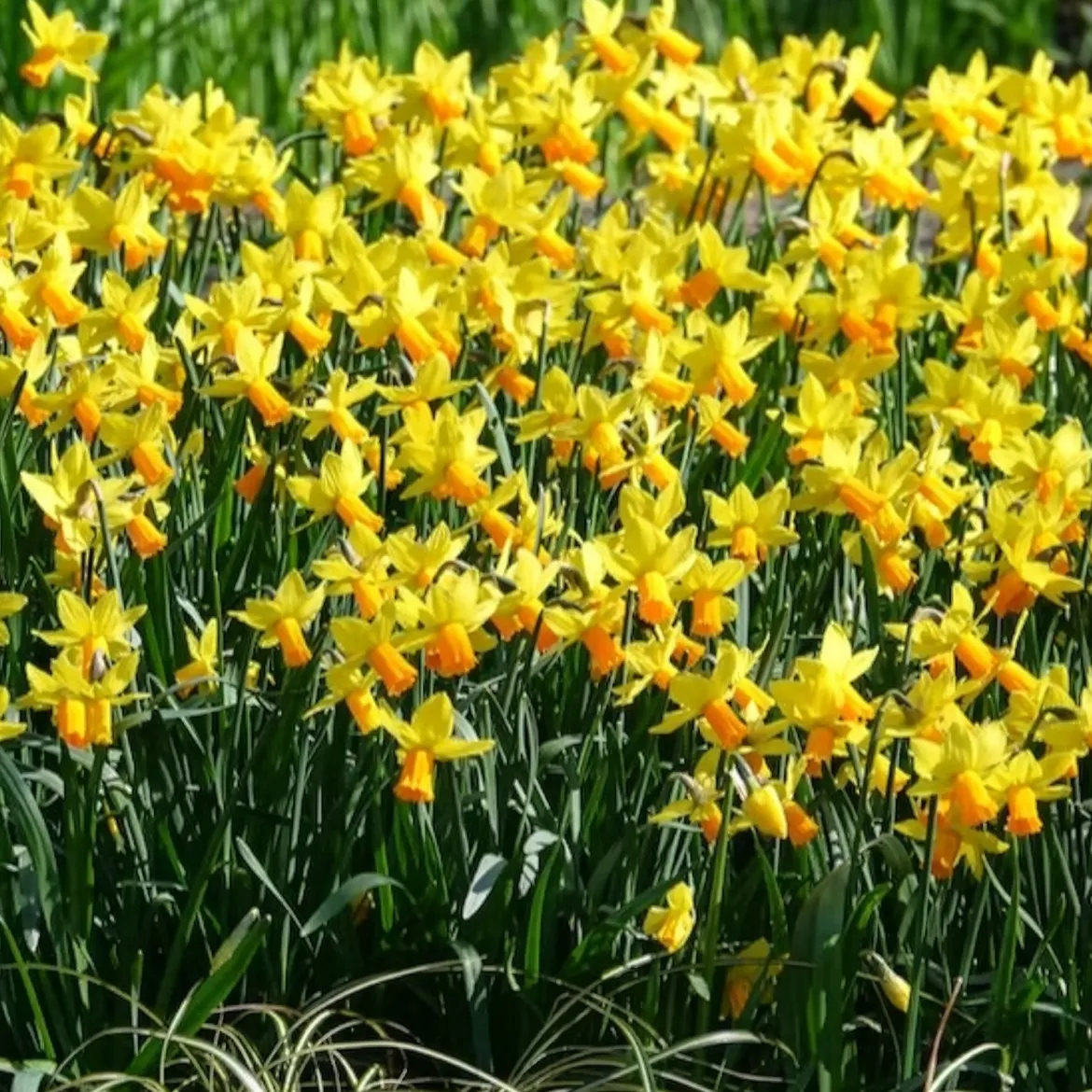 5 Mini-narcisses Jet Fire - Le printemps arrive plus tôt