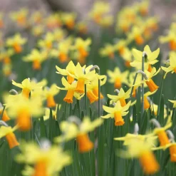 5 Mini-narcisses Jet Fire - Le printemps arrive plus tôt