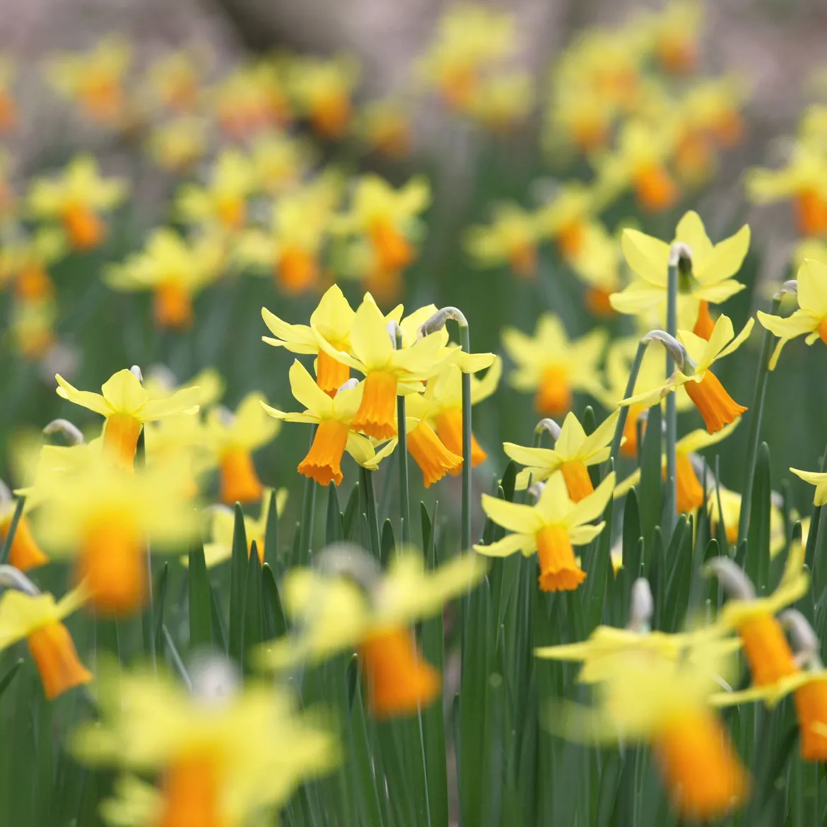5 Mini-narcisses Jet Fire - Le printemps arrive plus tôt