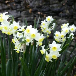10 Mini-narcisses Minnow - Le printemps en version mini