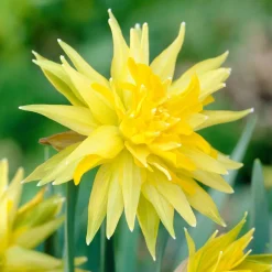 5 Mini-narcisses Rip van Winkle - Le printemps en version mini