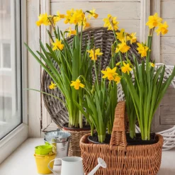 10 Mini-narcisses Tête à Tête - Le jaune qui lance le printemps