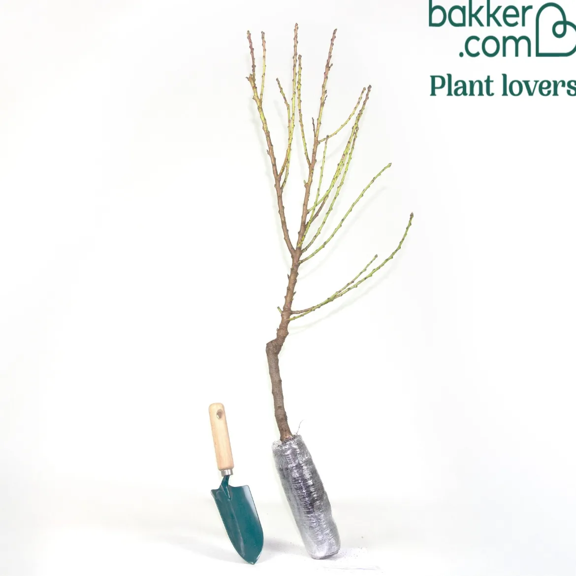 Mini-pêcher Suncrest - Vos pêches sur le balcon