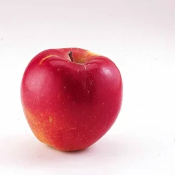 Mini-pommier Braeburn - Vos pommes sur le balcon