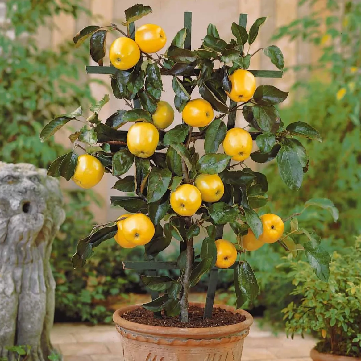 Mini-pommier Golden Delicious - Vos pommes sur le balcon