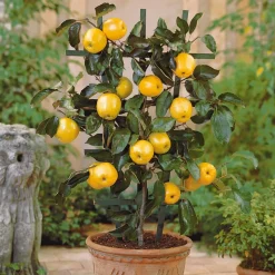 Mini pommier Golden Yellow Spur - Des pommes même sur un balcon