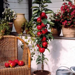 Mini pommier Red Spur Delicious - Vos pommes sur le balcon