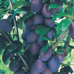 Mini Prunier Black Amber - Des prunes chez vous en pot