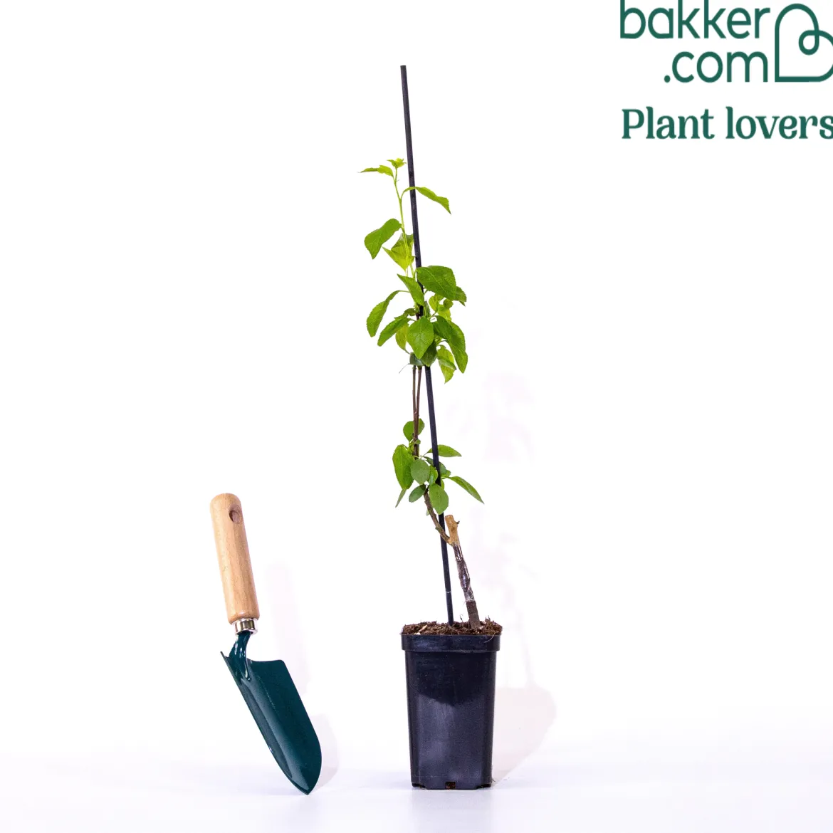 Mini Prunier Black Amber - Des prunes chez vous en pot
