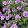 3 Mini-pétunia Double Loopy Lavande - Cascade de fleurs tout l'été