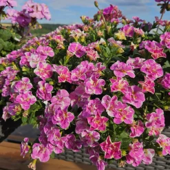 3 Mini-pétunia Double Loopy Rose - Cascade rose tout l'été