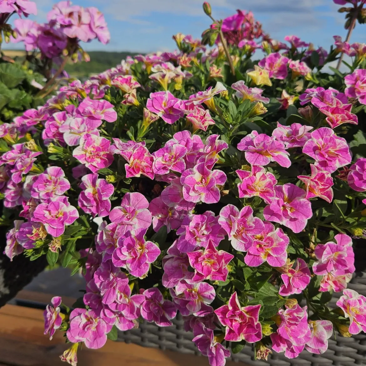 3 Mini-pétunia Double Loopy Rose - Cascade rose tout l'été