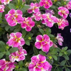 3 Mini-pétunia Double Loopy Rose - Cascade rose tout l'été