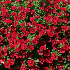 Mini-pétunia à fleurs doubles rouges - Une cascade rouge tout l'été