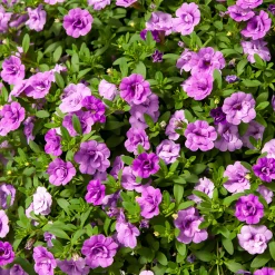 Mini-pétunia à fleurs doubles violettes - Cascade violette tout l'été
