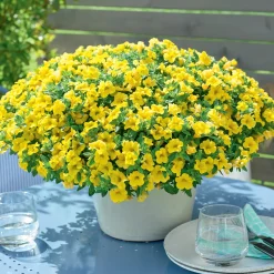 Mini-pétunia jaunes - Une cascade jaune tout l'été