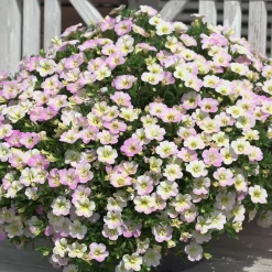 3 Mini-pétunias doubles pastel - Cascade de fleurs tout l'été