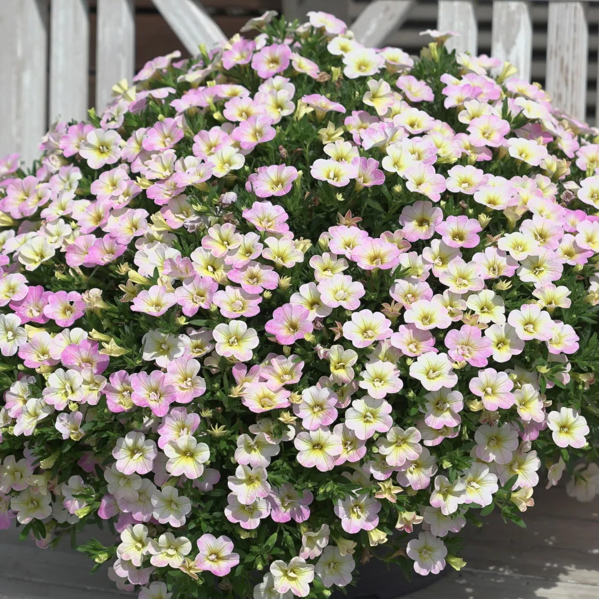3 Mini-pétunias doubles pastel - Cascade de fleurs tout l'été