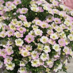 3 Mini-pétunias doubles pastel - Cascade de fleurs tout l'été