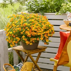 3 Mini-pétunias jaunes/rouges - Cascade de fleurs tout l'été