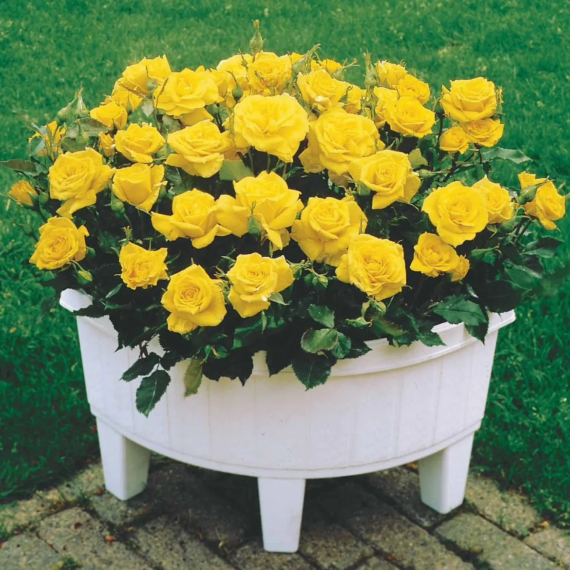 3 Mini-rosiers Randilla jaune - Le balcon jaune en 5 min