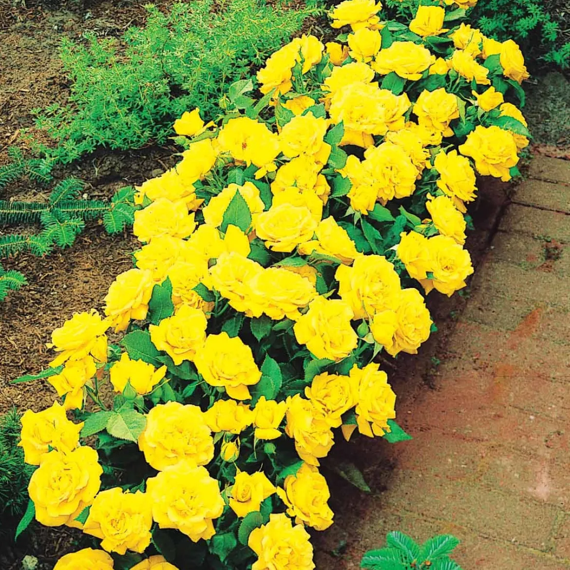 3 Mini-rosiers Randilla jaune - Le balcon jaune en 5 min