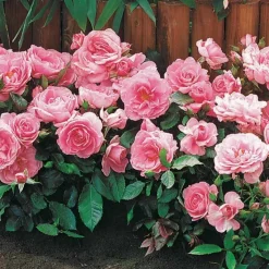 3 Mini-rosiers Randilla rose - Des roses tout l'été