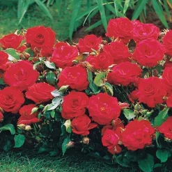 3 Mini-rosiers Randilla rouge - Petit rosier, grand effet