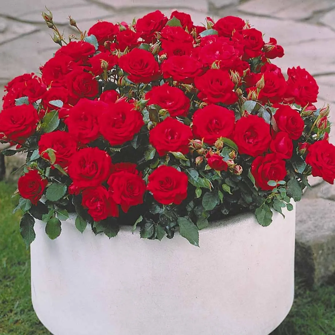 3 Mini-rosiers Randilla rouge - Petit rosier, grand effet