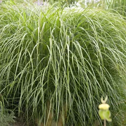 Miscanthus sinensis 'Yaku-Jima' - Le nuage doré du jardin