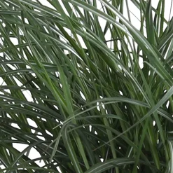 Miscanthus sinensis 'Yaku-Jima' - Le nuage doré du jardin