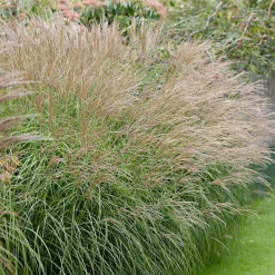 Miscanthus sinensis 'Yaku-Jima' - Le nuage doré du jardin
