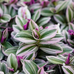 Misère à fleurs blanches Nanouk - La déco qui pousse vite