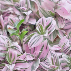 Misère à fleurs blanches Nanouk - La déco qui pousse vite
