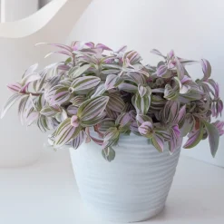 Misère à fleurs blanches Nanouk - La déco qui pousse vite