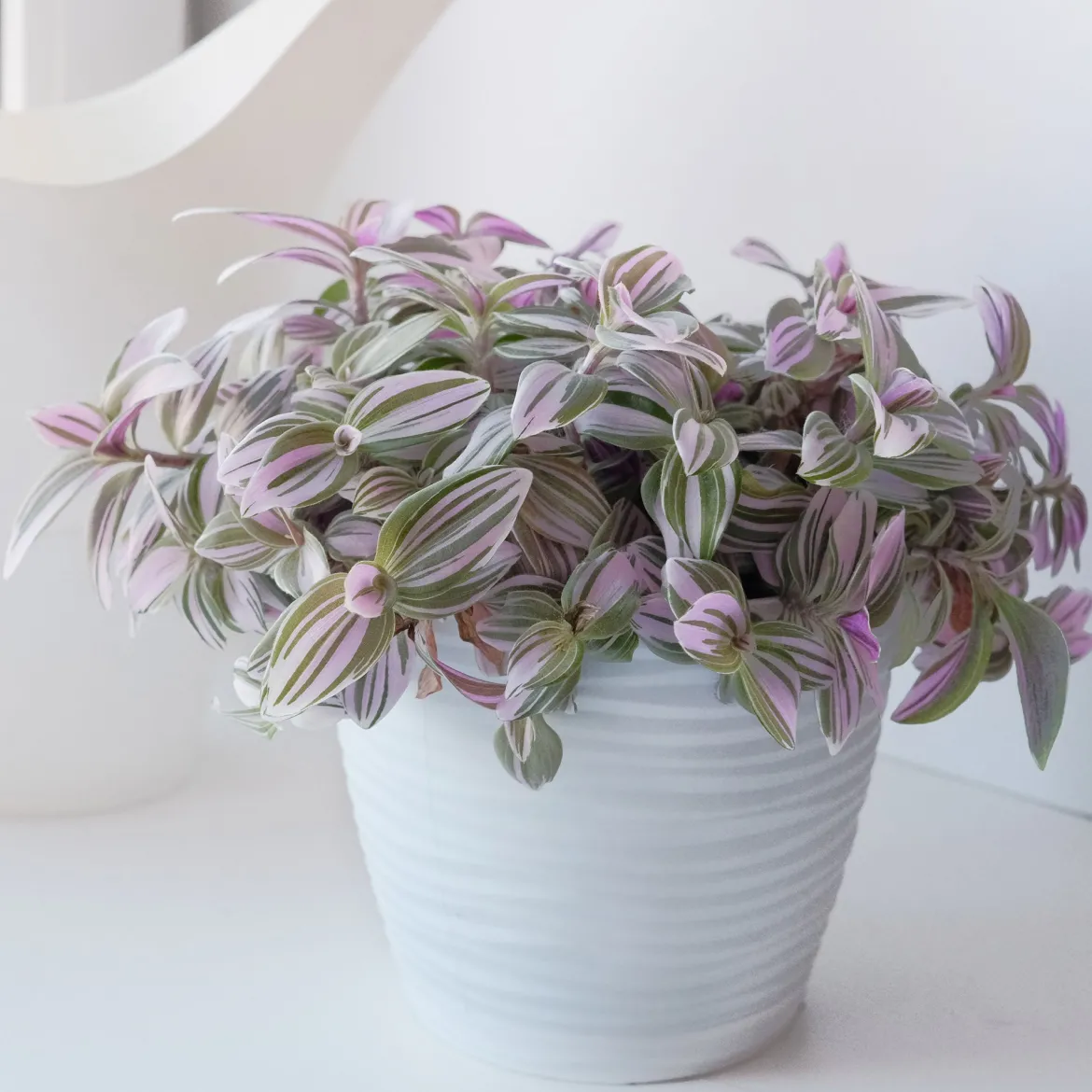 Misère à fleurs blanches Nanouk - La déco qui pousse vite