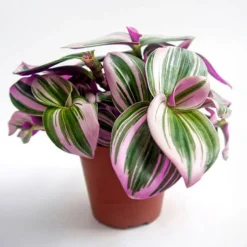 Misère à fleurs blanches Nanouk - La déco qui pousse vite