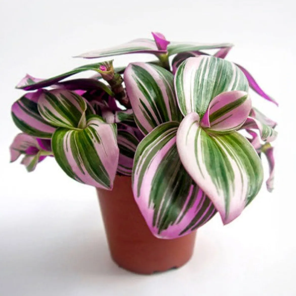 Misère à fleurs blanches Nanouk - La déco qui pousse vite