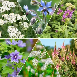 Mélange de fleurs faune et flore - Un jardin vivant tout l'été