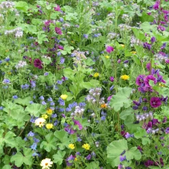 Mélange de fleurs méllifères intensif - Un jardin plein d'abeilles